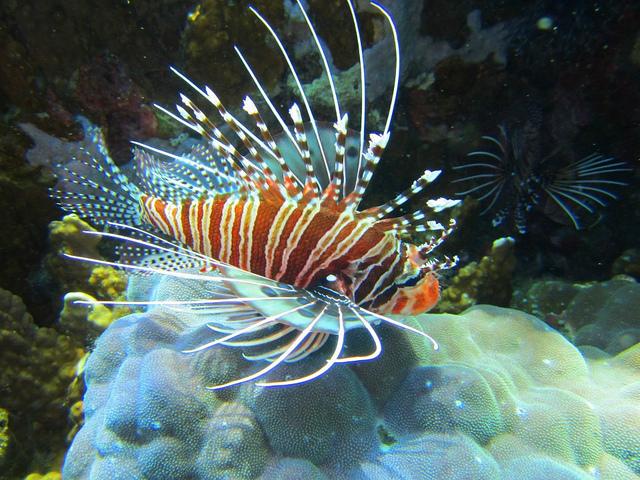 Lionfish Lionfish