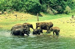 Kerala wildlife
