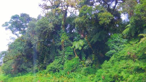 Morretes, Brazil 100_1361
