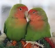budgies in love