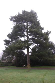 Pinus nigra subsp. laricio (06/01/2013, Kew Gardens, London)
