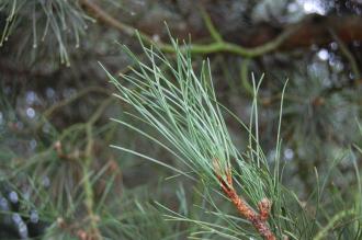 Pinus nigra subsp. laricio Leaf (06/01/2013, Kew Gardens, London)