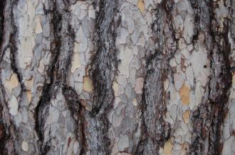 Pinus nigra subsp. laricio Bark (06/01/2013, Kew Gardens, London)