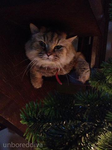 Why I was quiet cody-christmas