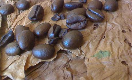 Roasted coffee seeds on dried tobacco leaves (yet unrolled cigar)