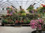 store big greenhouse