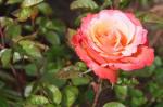 rose colorific