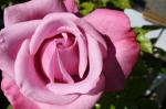 rose barbara streisand