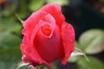 rose tropicana