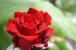 rose crimson bouquet
