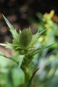 Eryngium agavifolium flower (18/06/2011, London)