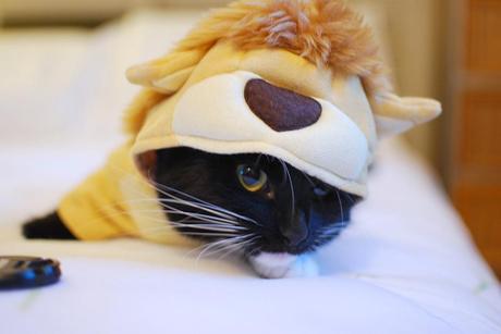 chloe cat tiger costume