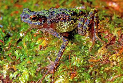 Rainbow Toad Rediscovered After 87 Years