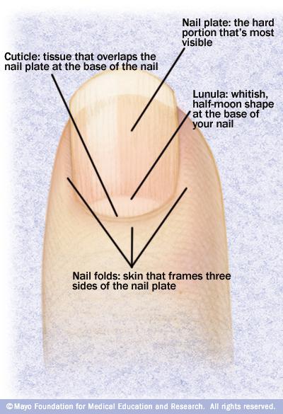 Illustration showing components of a healthy fingernail 