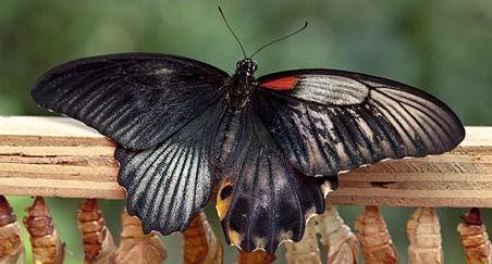 A Rare He-She Butterfly Is Born In London's Natural History Museum A Rare He-She Butterfly Is Born In London's Natural History Museum