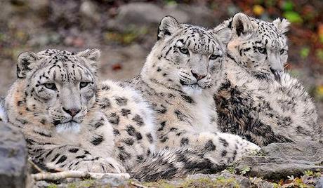 Snow Leopards Discovered Thriving In Afghanistan