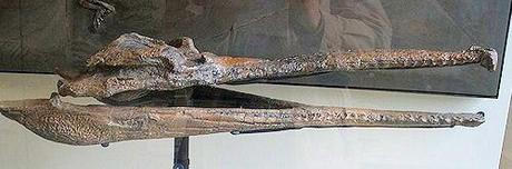 The 25ft Prehistoric Texas Crocodile