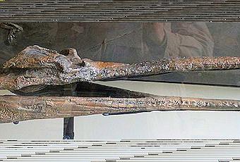 crocodile texas 25ft prehistoric paperblog