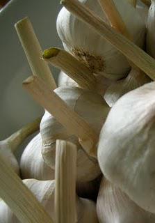 Garlic for beginners