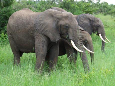 elephant Human Impact: Dying for a souvenir; Can trophy hunting ever be justified?