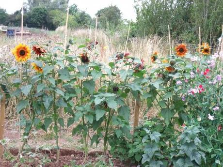 2011_07290011 Sunflowers look great - haven't heart to cut them