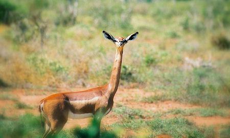The Strange Elegance Of The Giraffe-Necked Antelope