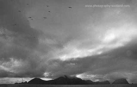 Photo - Gannets soaring above Hirta and Soay, St Kilda, Scotland