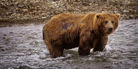 PHOTOGRAPHING THE GRIZZLY BEAR IN ALASKA