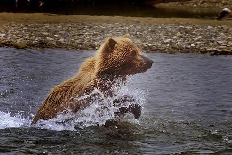 Bear In Alaska