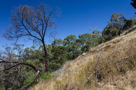 steep hillside near southern ridge track
