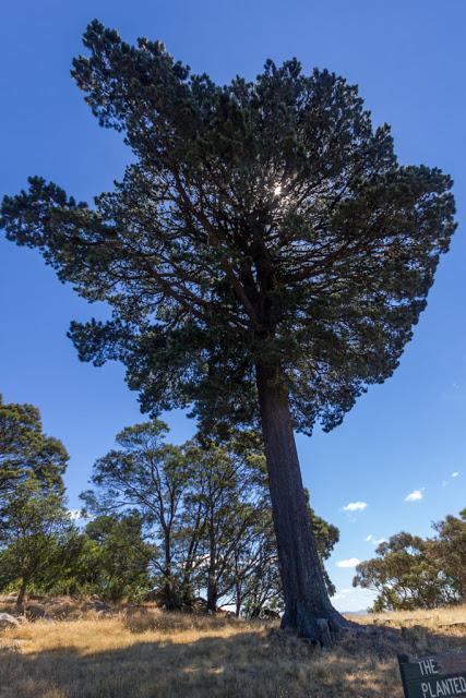 pine tree called lollipop tree 
