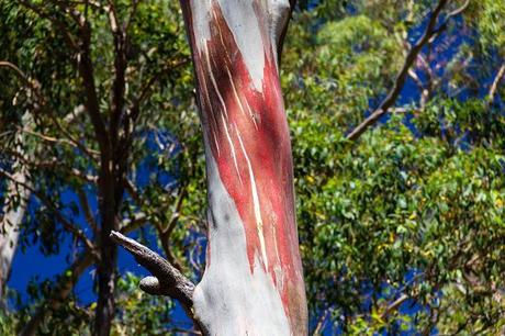 red bark on eucalypt tree