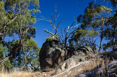 large rock and trees