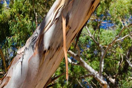 bark peeling from eucalypt tree