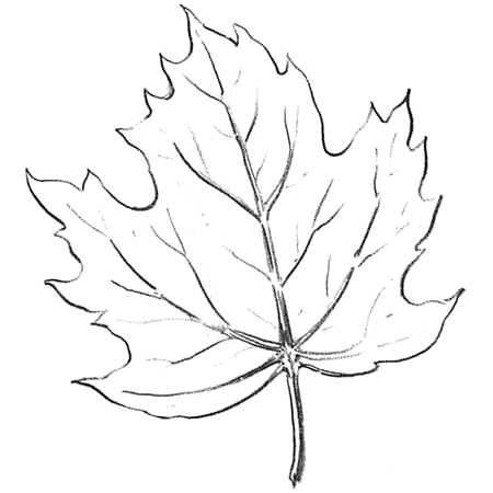  Planttree on How To Draw Maple Leaves     Easy Leaf Step By Step Drawing Lesson