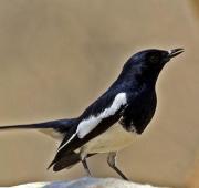 Magpie