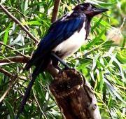 Magpie