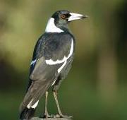 Magpie