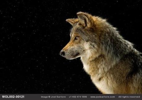 Mexican Gray Wolf. Photo by Joel Sartore