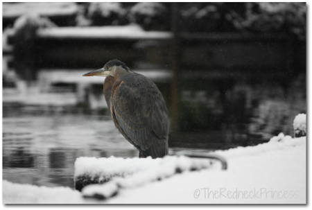 Heron in the snow