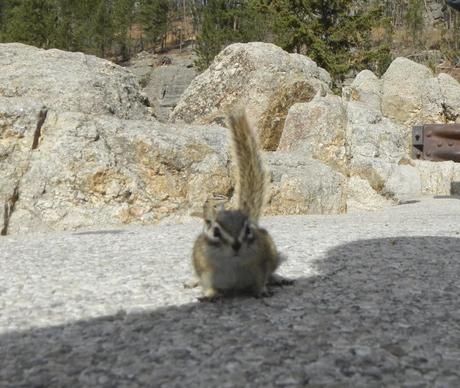 The Chipmunks of Custer State Park