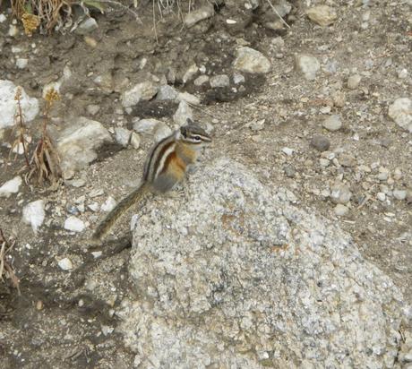 The Chipmunks of Custer State Park