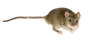 Русский: Мышь домовая Mus musculus Русский: Мышь домовая Mus musculus