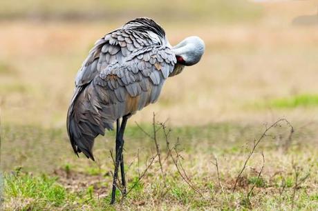 Sandhill Cranes of Paynes Prairie Preserve State Park Sandhill-Crane-Preening