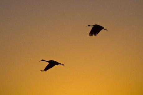 Sandhill Cranes of Paynes Prairie Preserve State Park Sandhill Cranes at Sunrise