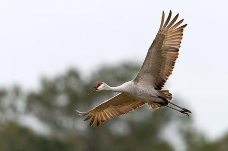 Sandhill Cranes of Paynes Prairie Preserve State Park Flying-Sandhill-Crane