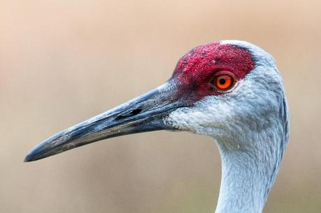 Sandhill Cranes of Paynes Prairie Preserve State Park Sandhill-Crane-Headshot