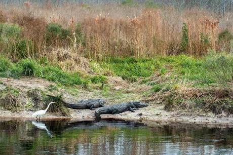 Sandhill Cranes of Paynes Prairie Preserve State Park Typical-Sleepy-Afternoon-on-the-Prairie