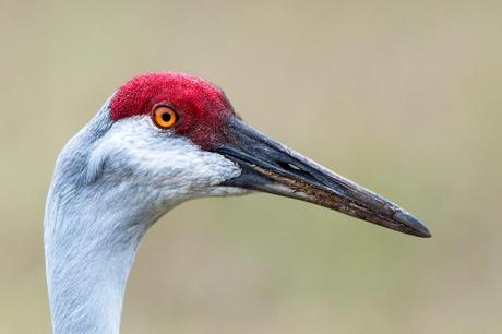 Sandhill Cranes of Paynes Prairie Preserve State Park Sandhill-Crane-Headshot-2