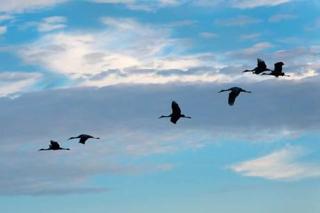 Sandhill Cranes of Paynes Prairie Preserve State Park Sandhill-Cranes-Coming-to-the-Prairie-at-Sunset-2